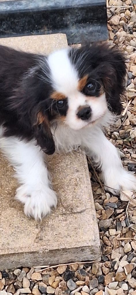 Du puits des sortileges - Chiots disponibles - Cavalier King Charles Spaniel