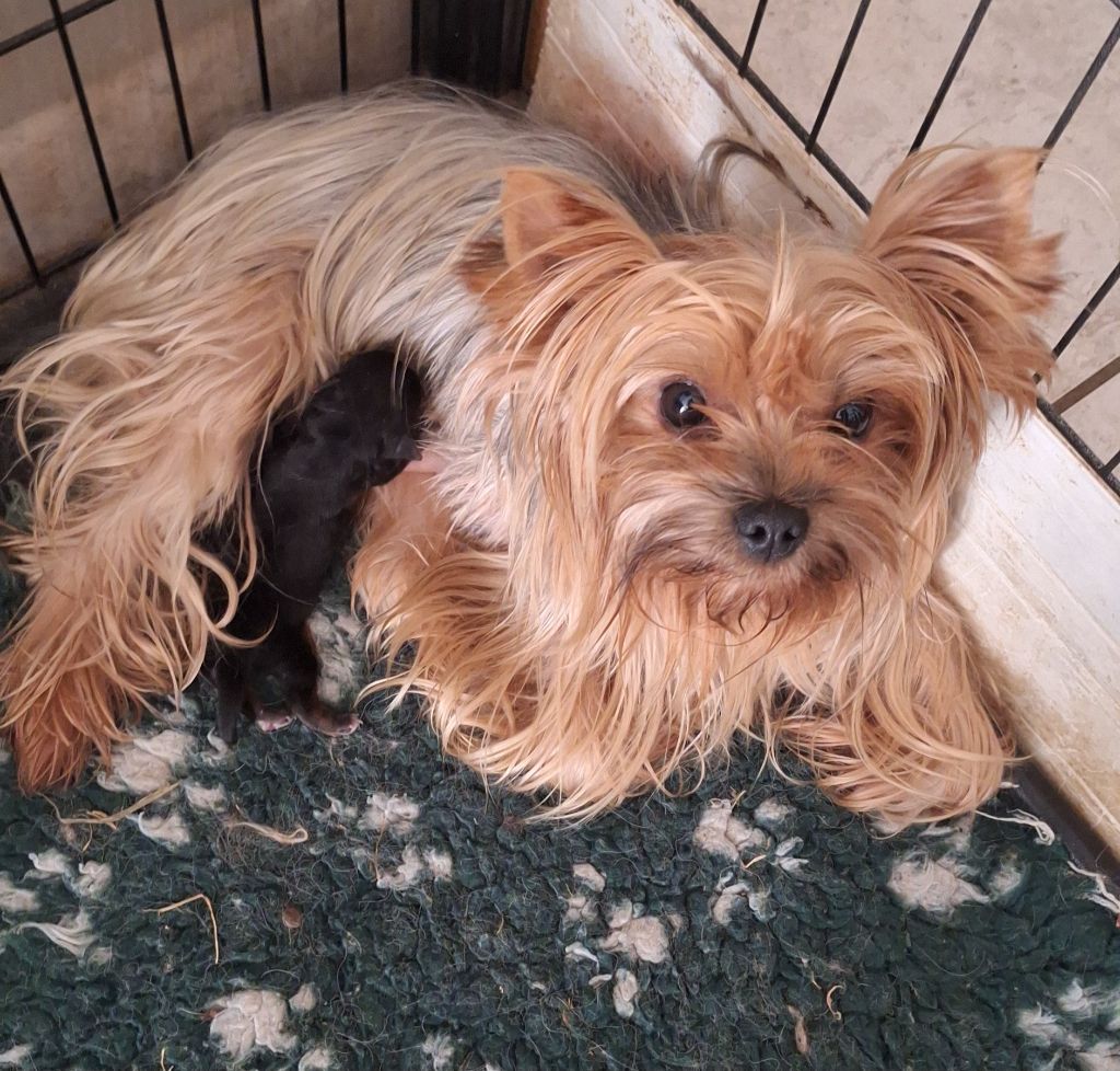 Chiot Yorkshire Terrier Du puits des sortileges