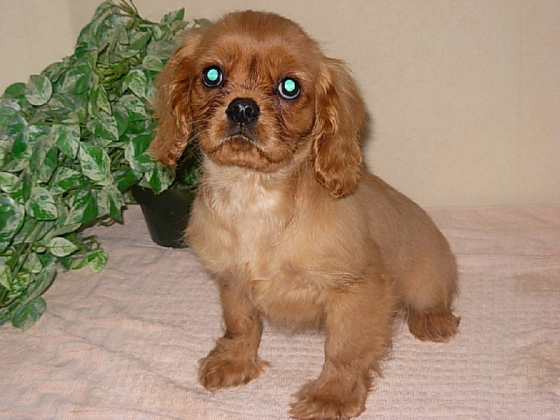 Du puits des sortileges - Cavalier King Charles Spaniel - Portée née le 22/10/2009