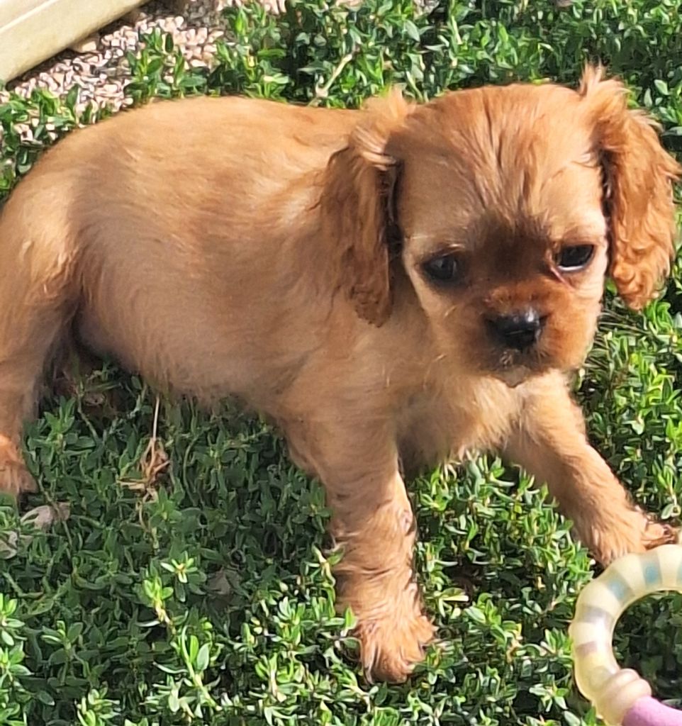 Du puits des sortileges - Chiots disponibles - Cavalier King Charles Spaniel