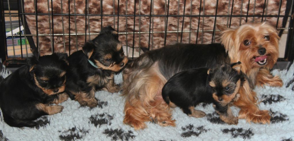 Chiot Yorkshire Terrier Du puits des sortileges
