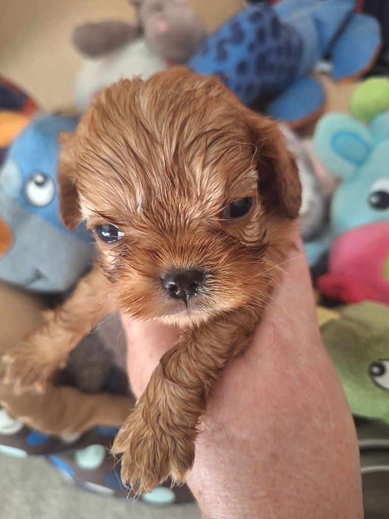 Du puits des sortileges - Chiots disponibles - Cavalier King Charles Spaniel