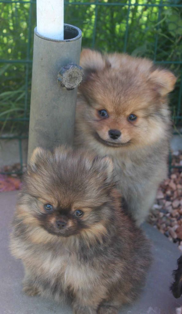 Chiot Spitz allemand Du puits des sortileges
