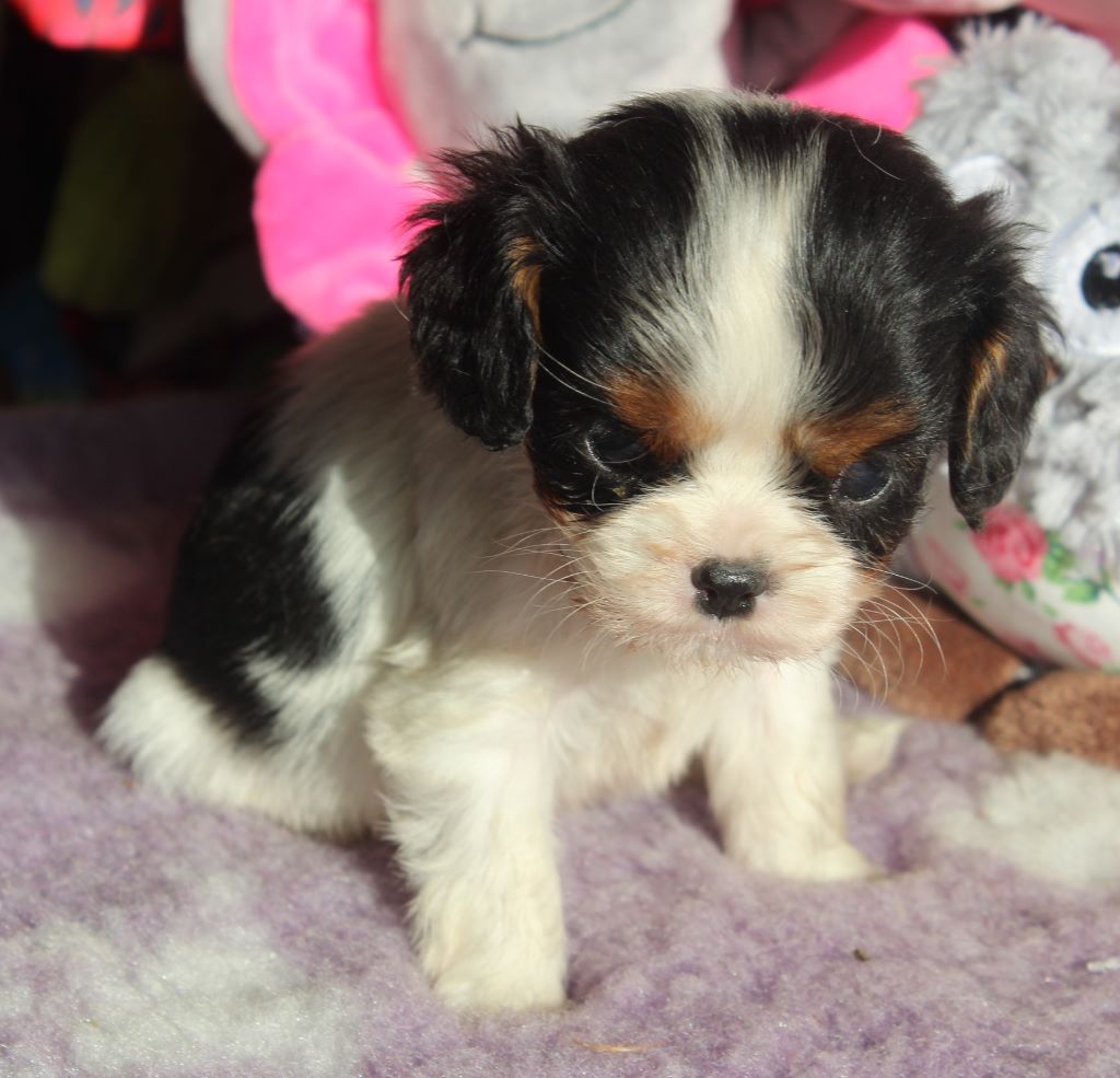 Du puits des sortileges - Cavalier King Charles Spaniel - Portée née le 18/04/2018