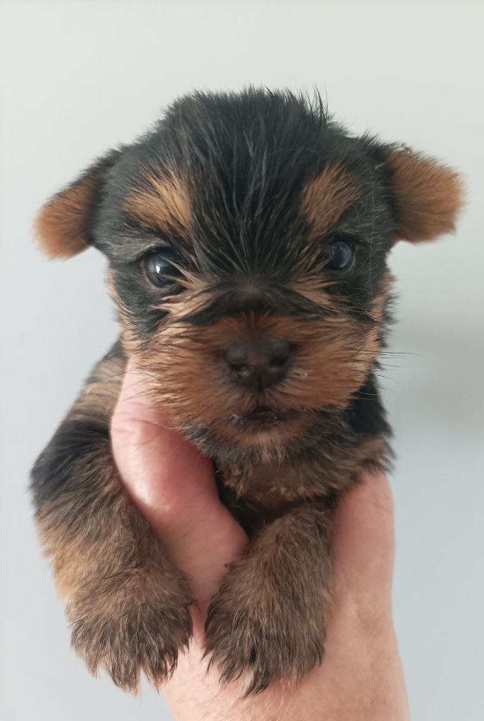 Du puits des sortileges - Chiots disponibles - Yorkshire Terrier