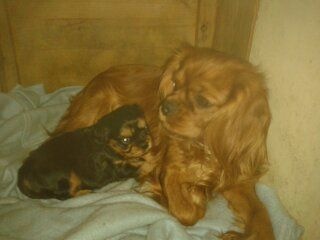 Du puits des sortileges - Cavalier King Charles Spaniel - Portée née le 29/12/2014