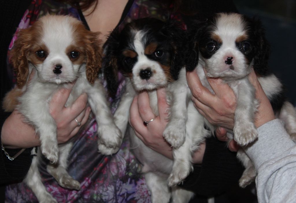 Du puits des sortileges - Cavalier King Charles Spaniel - Portée née le 27/11/2017