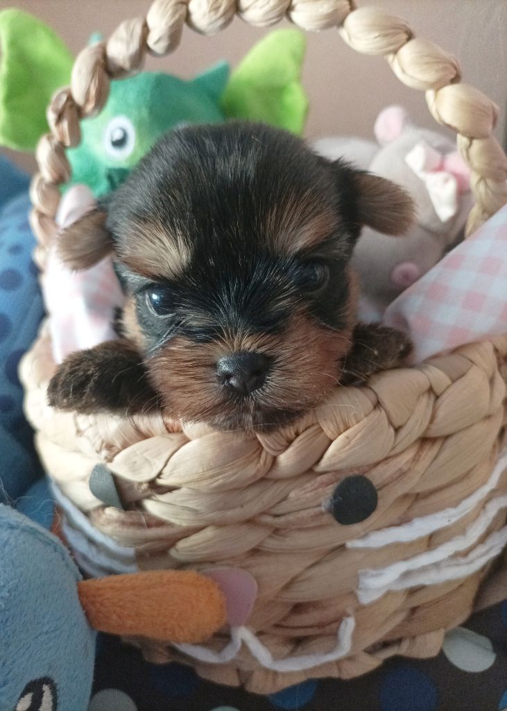 Du puits des sortileges - Chiots disponibles - Yorkshire Terrier